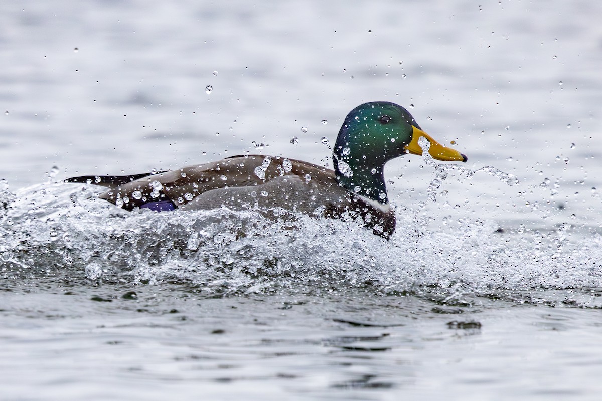 Mallard - ML646118117