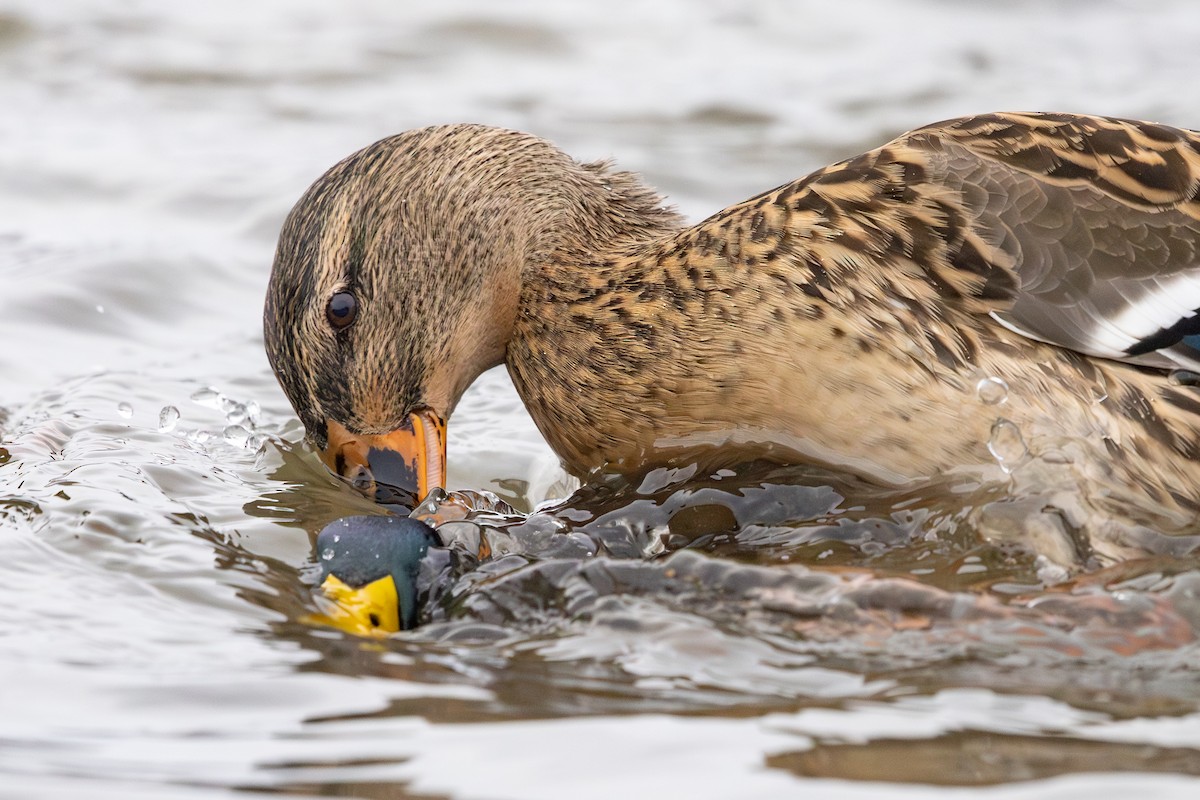 Mallard - ML646118118