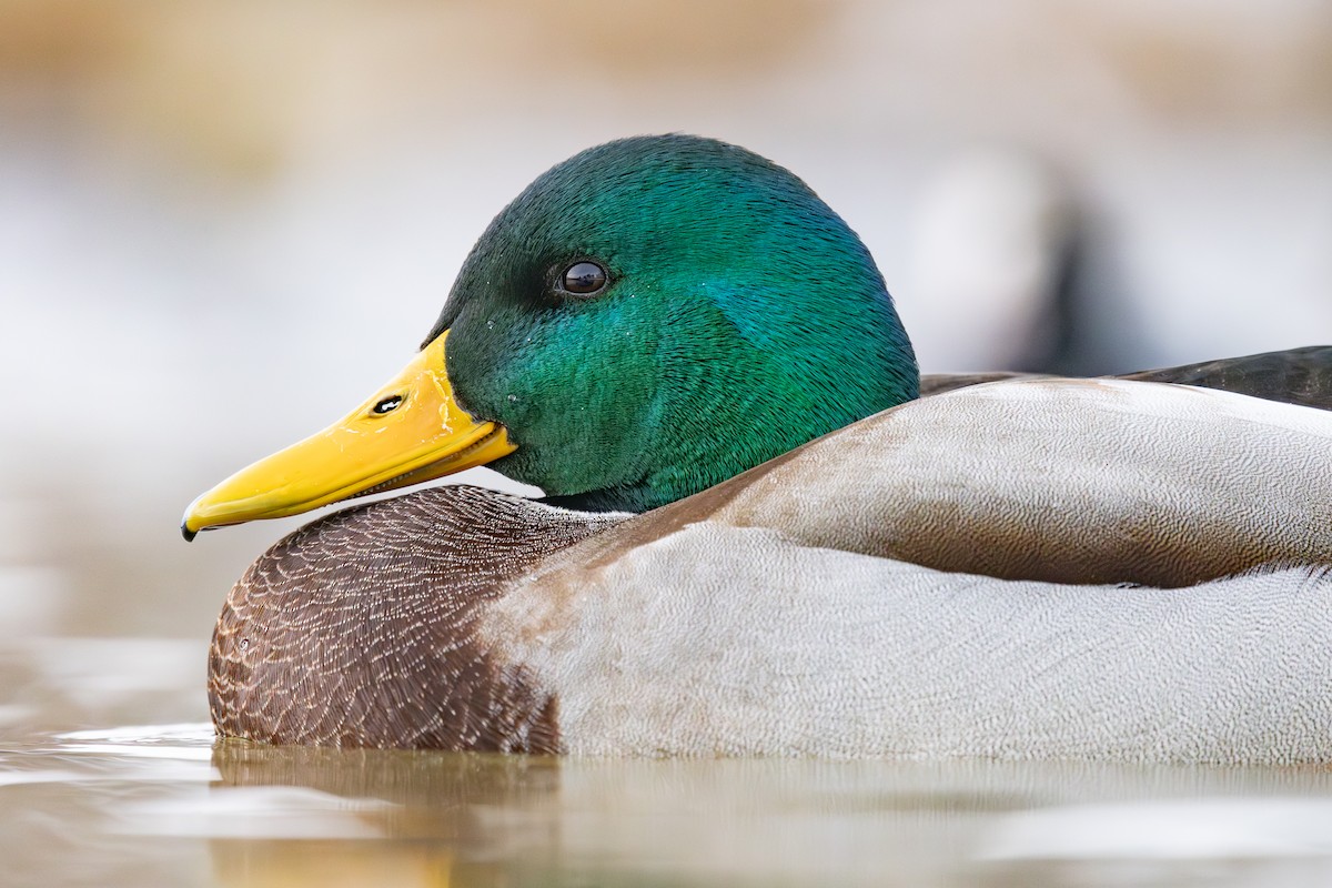 Mallard - ML646118119