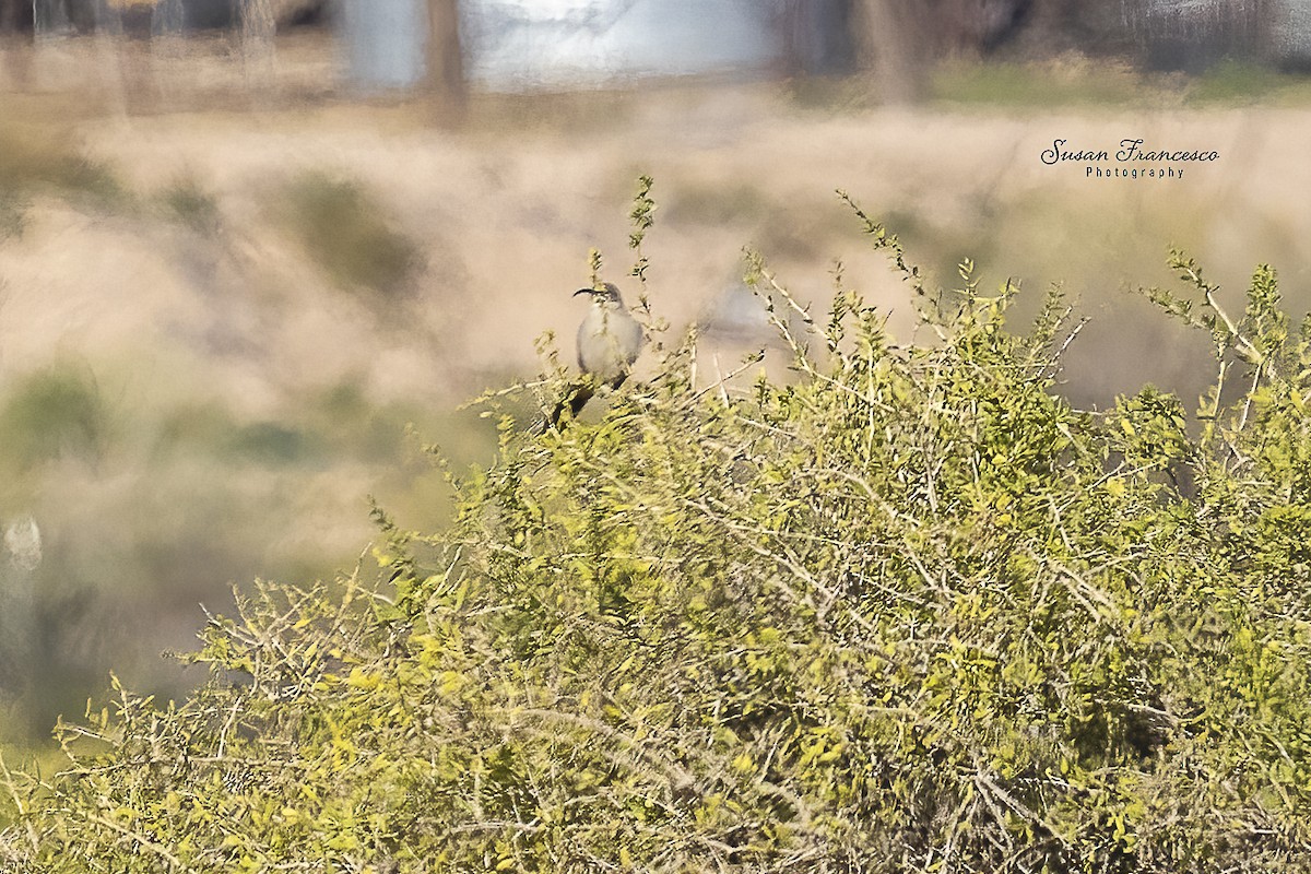 Crissal Thrasher - ML646118122