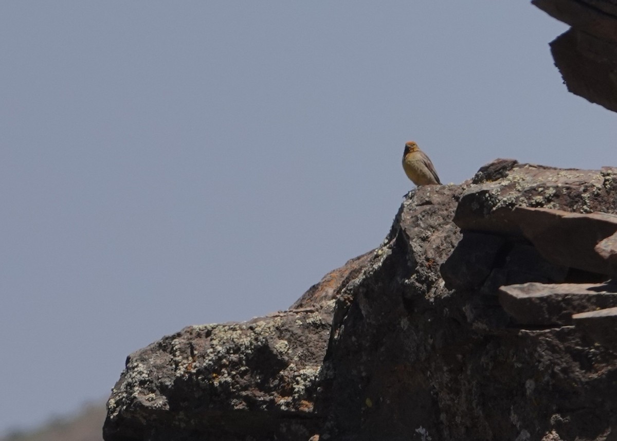 Greater Yellow-Finch - ML646118123