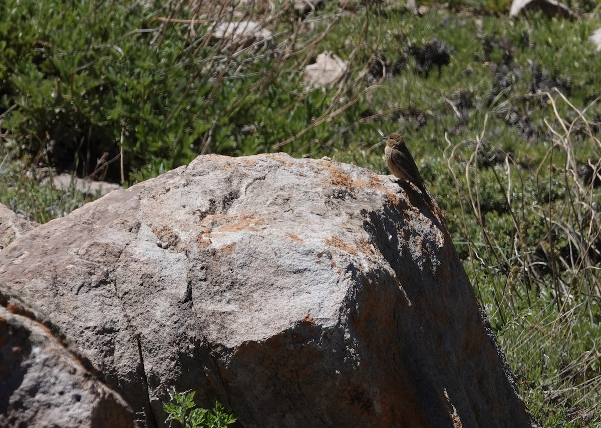 Greater Yellow-Finch - ML646118125