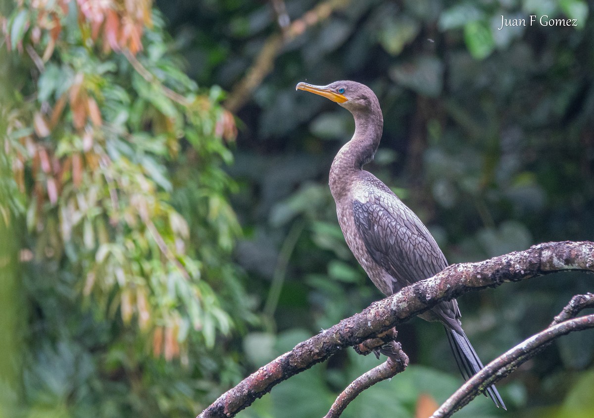 Neotropic Cormorant - ML646118127