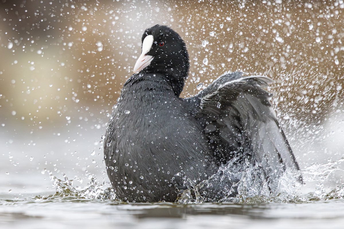 Eurasian Coot - ML646118134