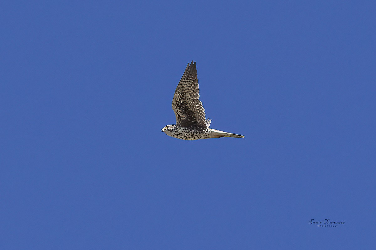 Prairie Falcon - ML646118138