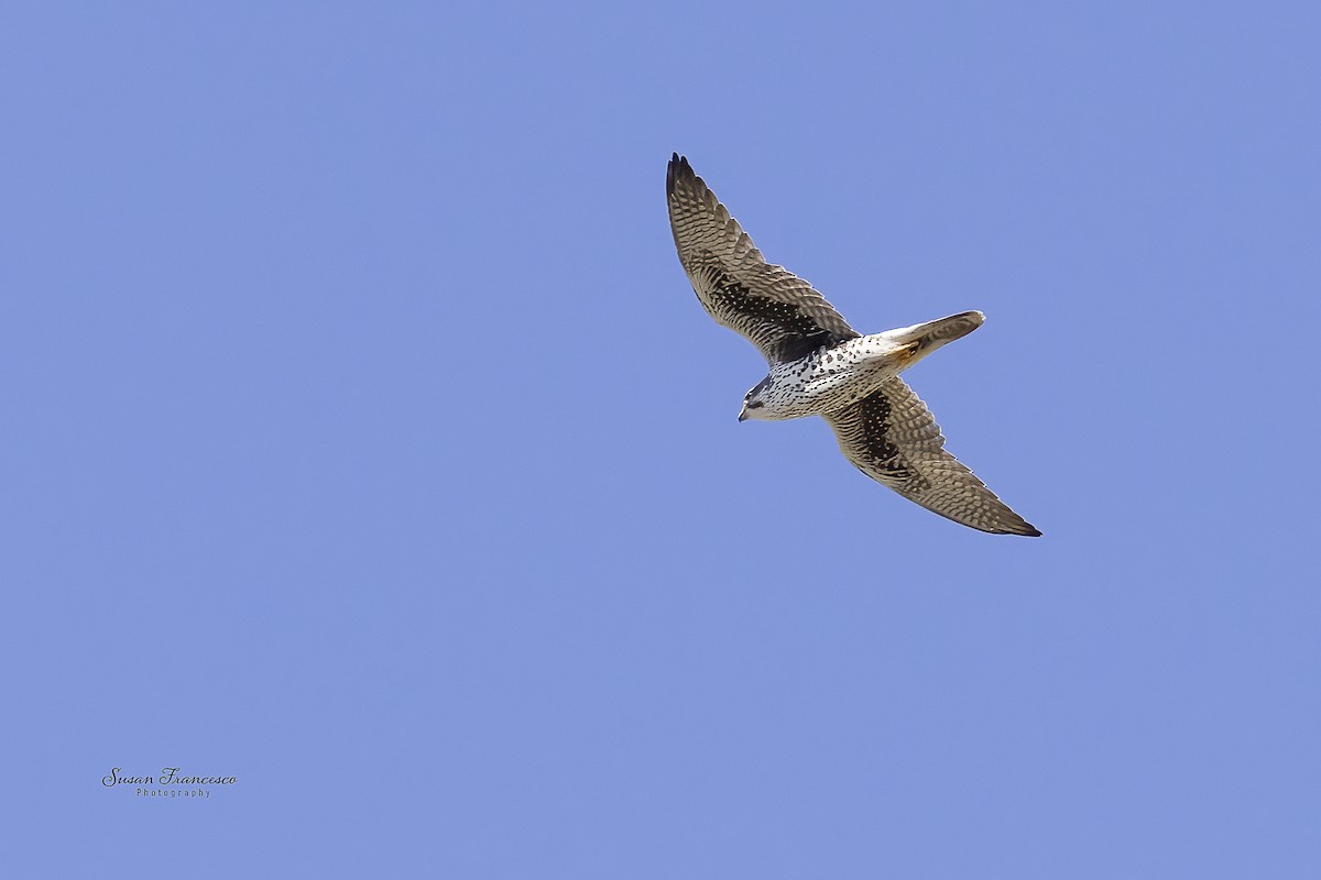 Prairie Falcon - ML646118140