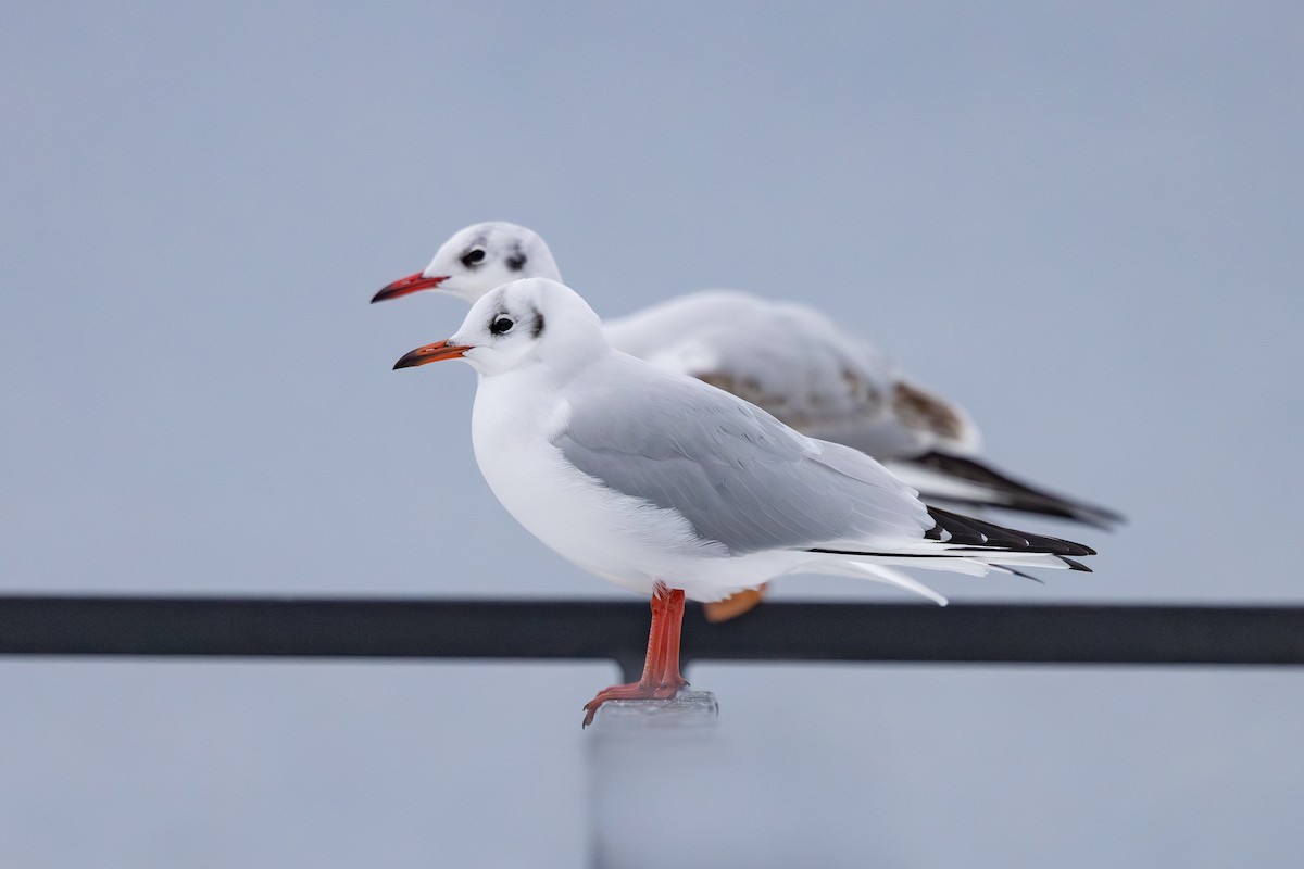 Black-headed Gull - ML646118142