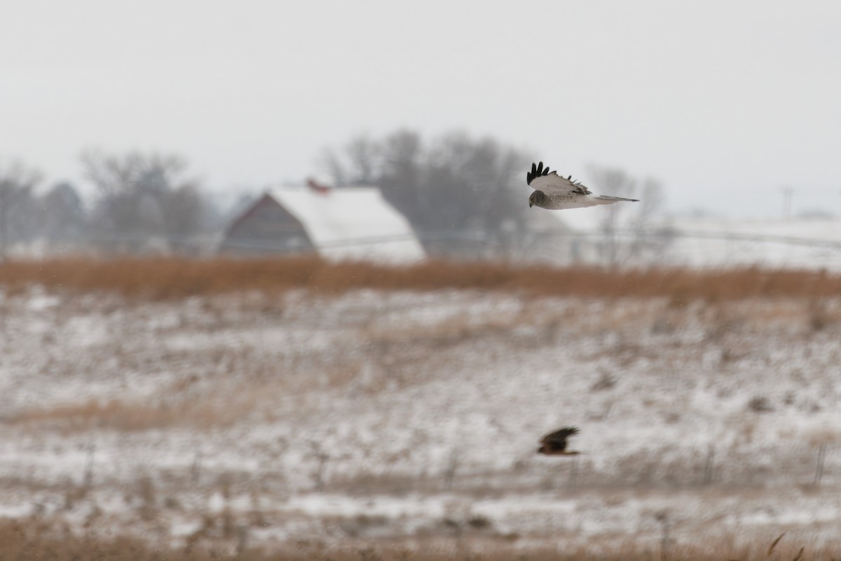 Northern Harrier - ML646118143