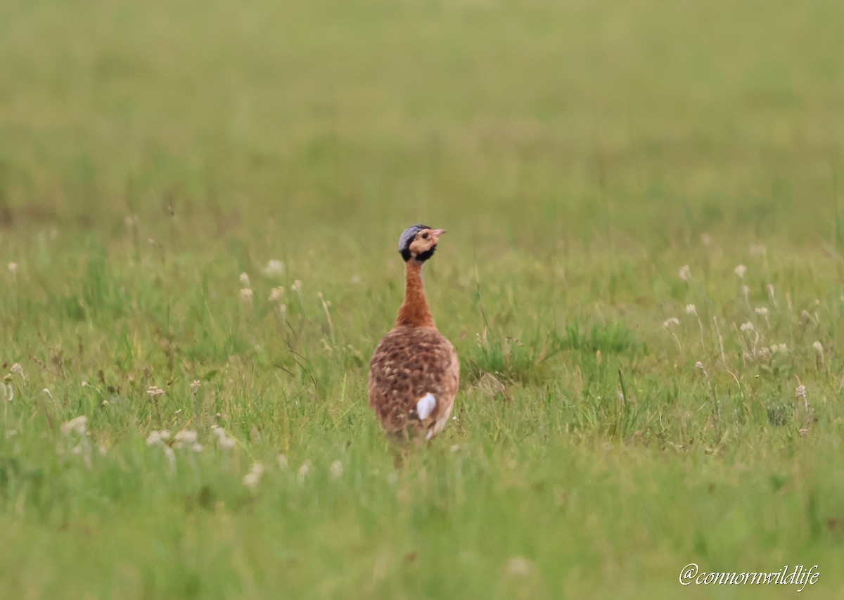 White-bellied Bustard (Barrow's) - ML646118145