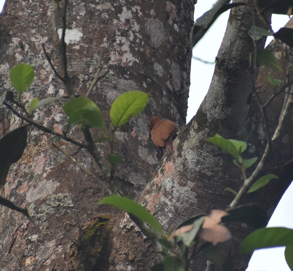 Rufous Woodpecker - ML646118148