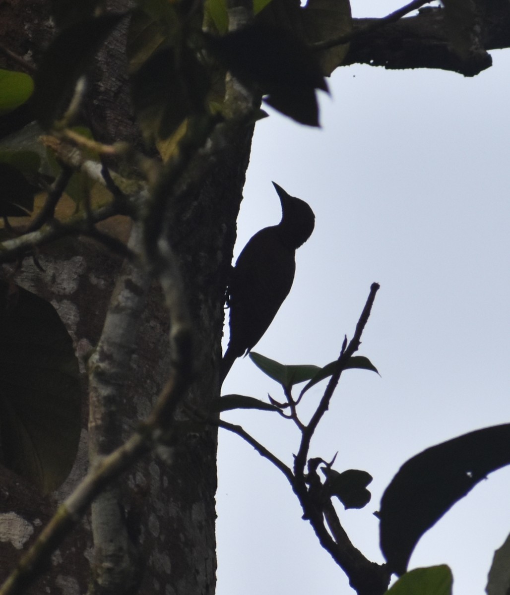 Rufous Woodpecker - ML646118149