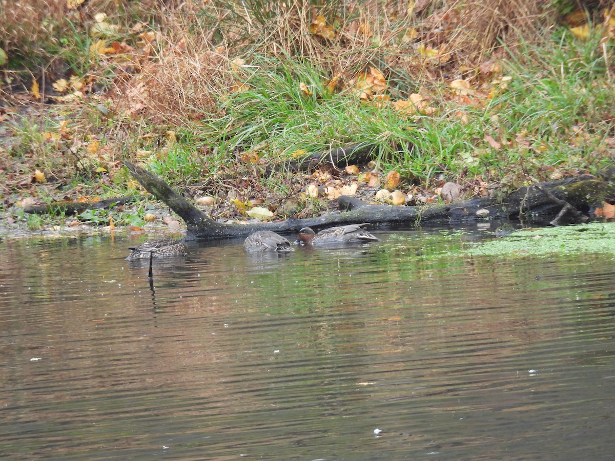 Green-winged Teal - ML646118156