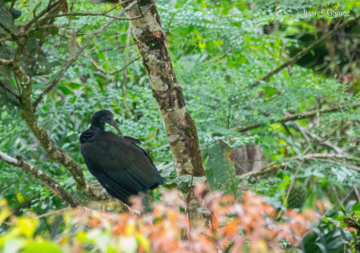 Green Ibis - ML646118158
