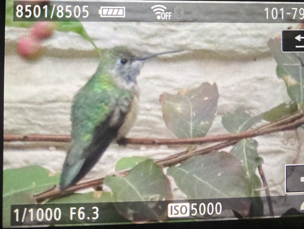 kalypta širokoocasá - ML646118161