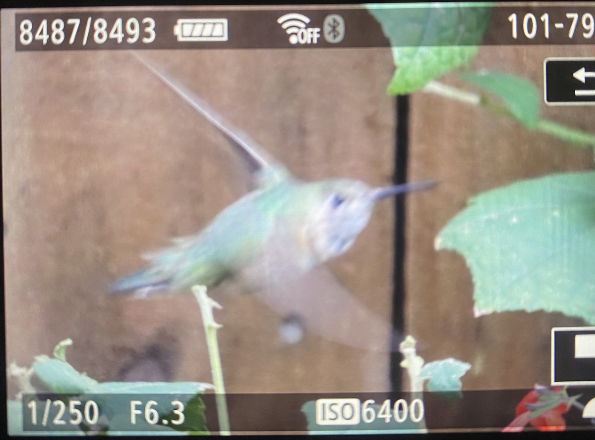 kalypta širokoocasá - ML646118162