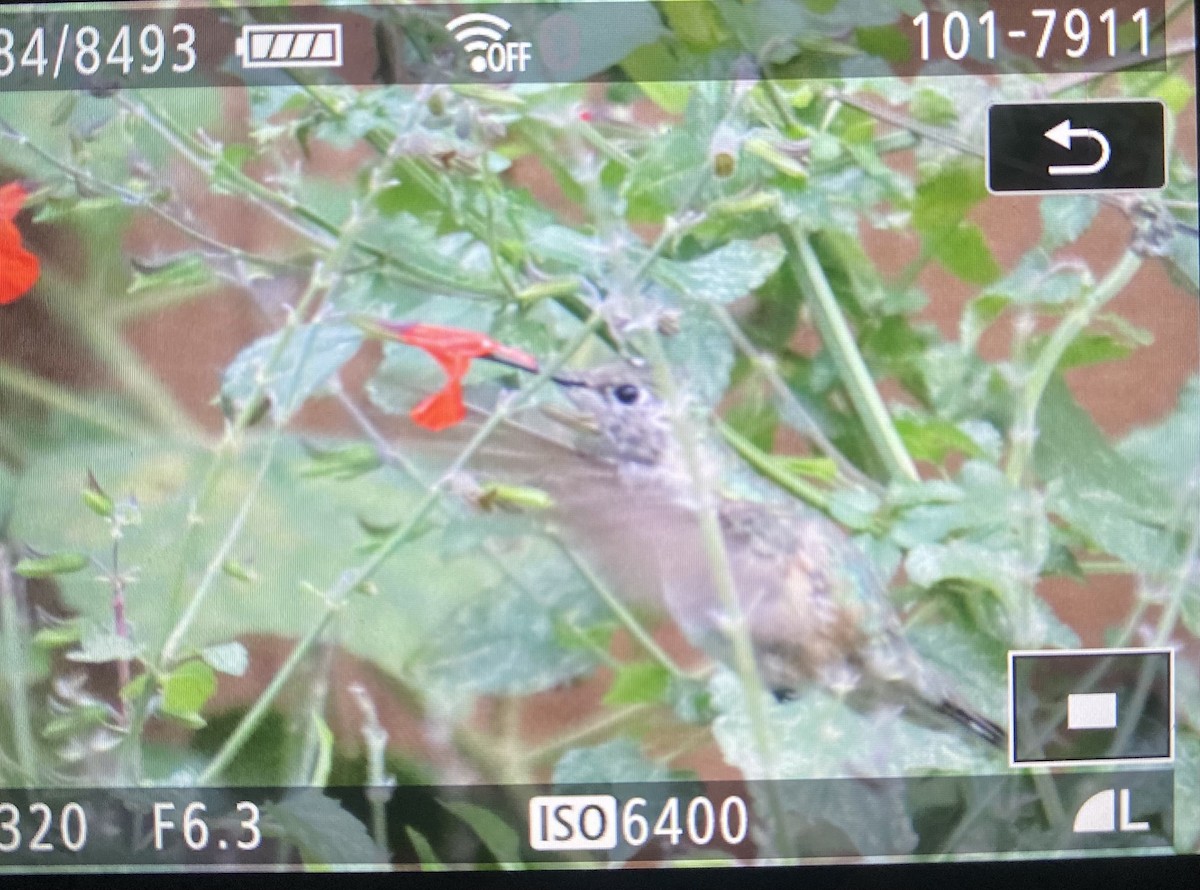 kalypta širokoocasá - ML646118163