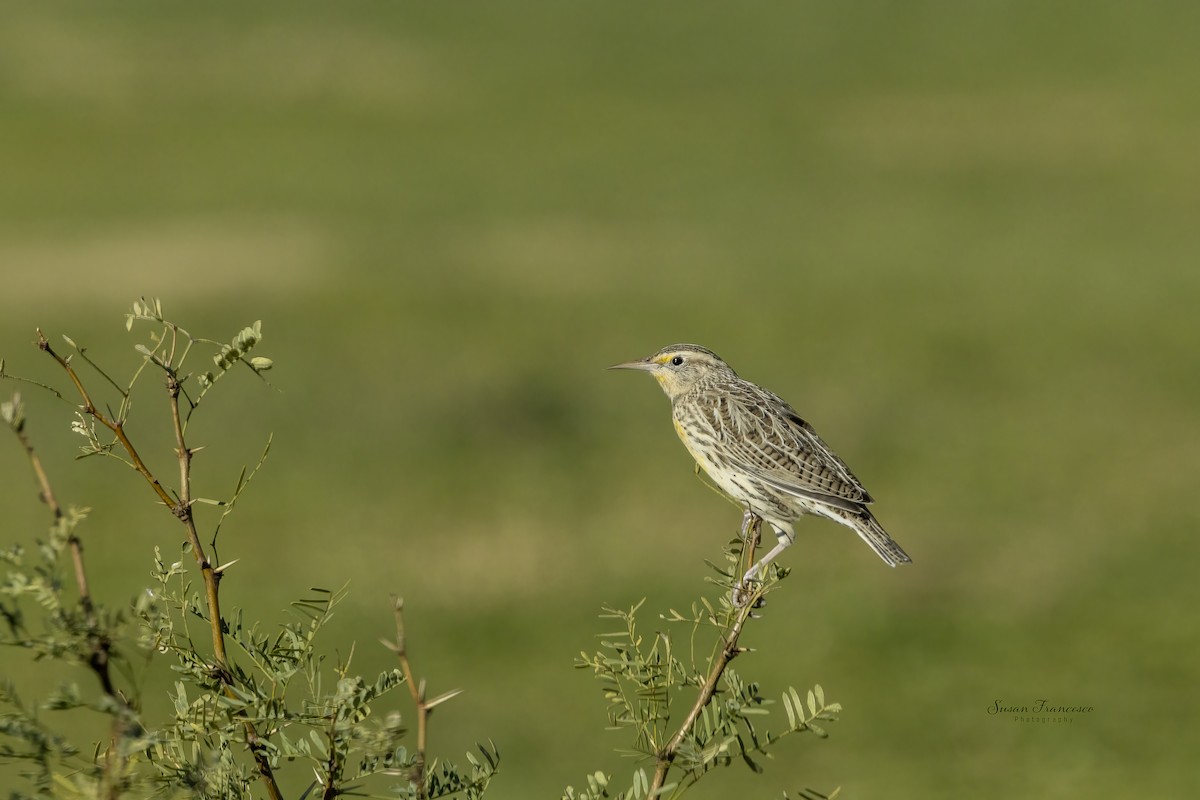 Western Meadowlark - ML646118164
