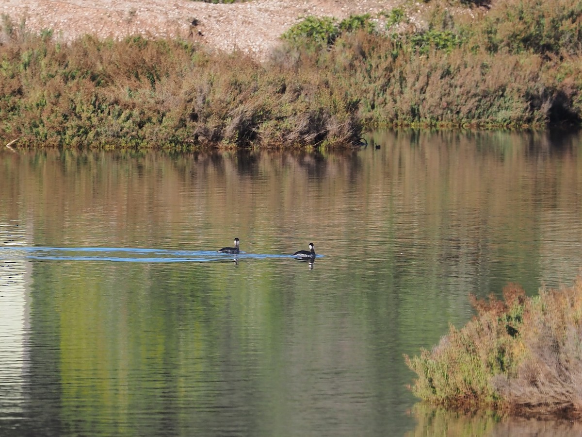 Great Crested Grebe - ML646118169