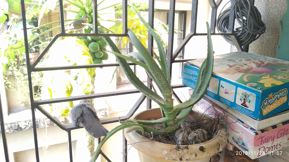 Spotted Dove - ML646118170