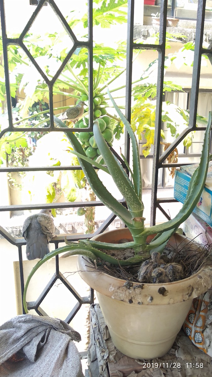 Spotted Dove - ML646118171