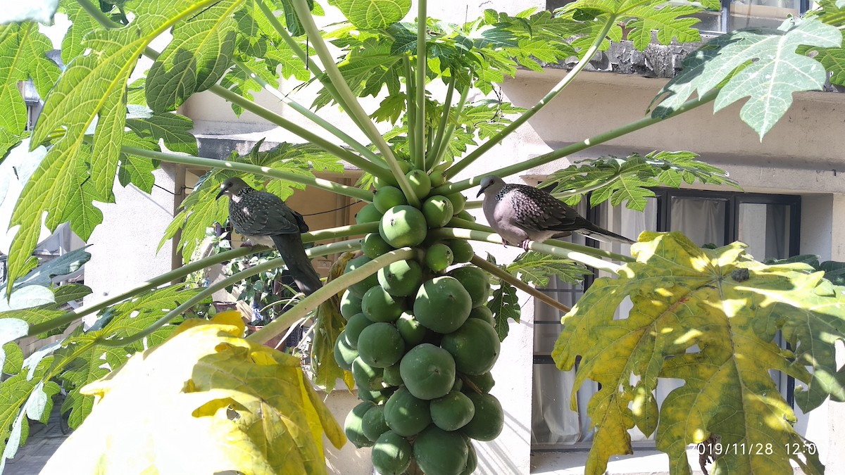 Spotted Dove - ML646118172