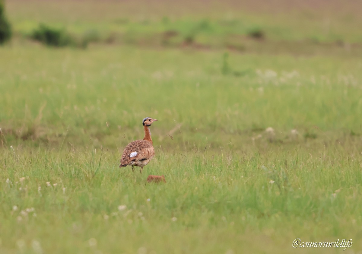 White-bellied Bustard (Barrow's) - ML646118191