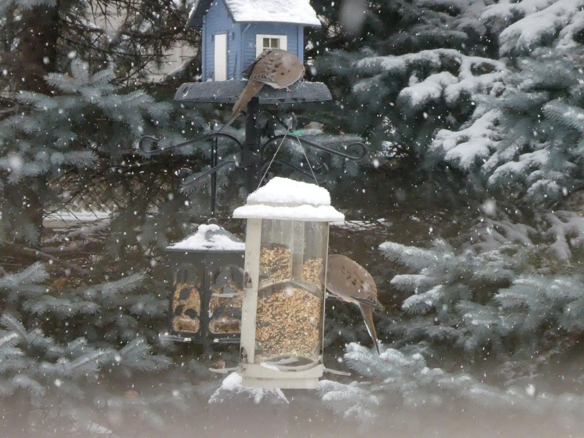 Mourning Dove - ML646118205