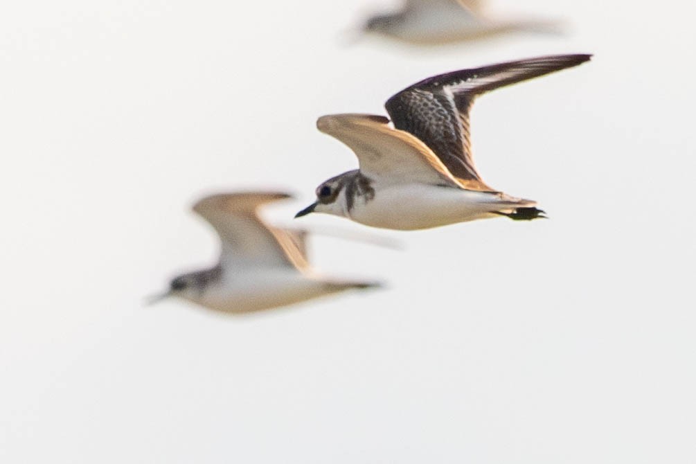 Tibet Cılıbıtı - ML646118210