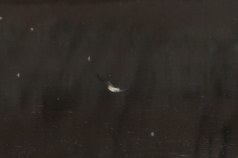 European Red-rumped Swallow - ML646118211