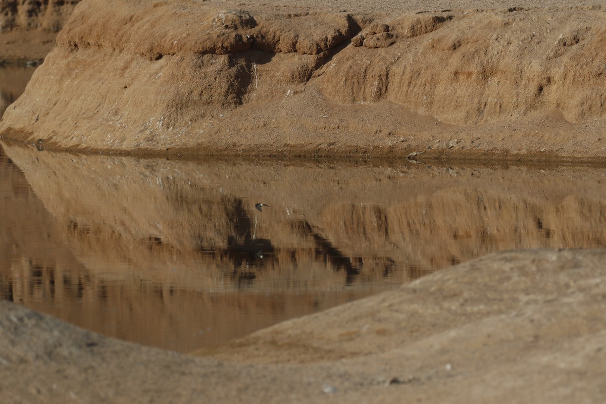 European Red-rumped Swallow - ML646118212