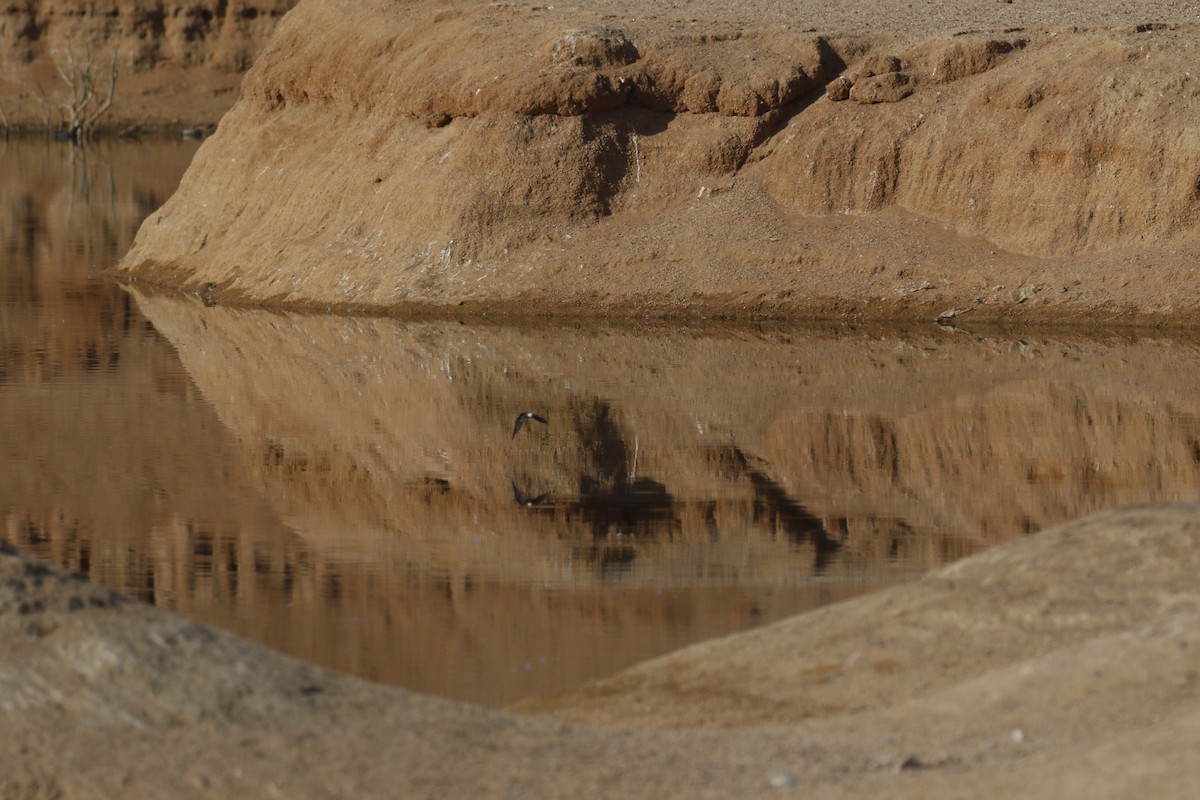 European Red-rumped Swallow - ML646118213