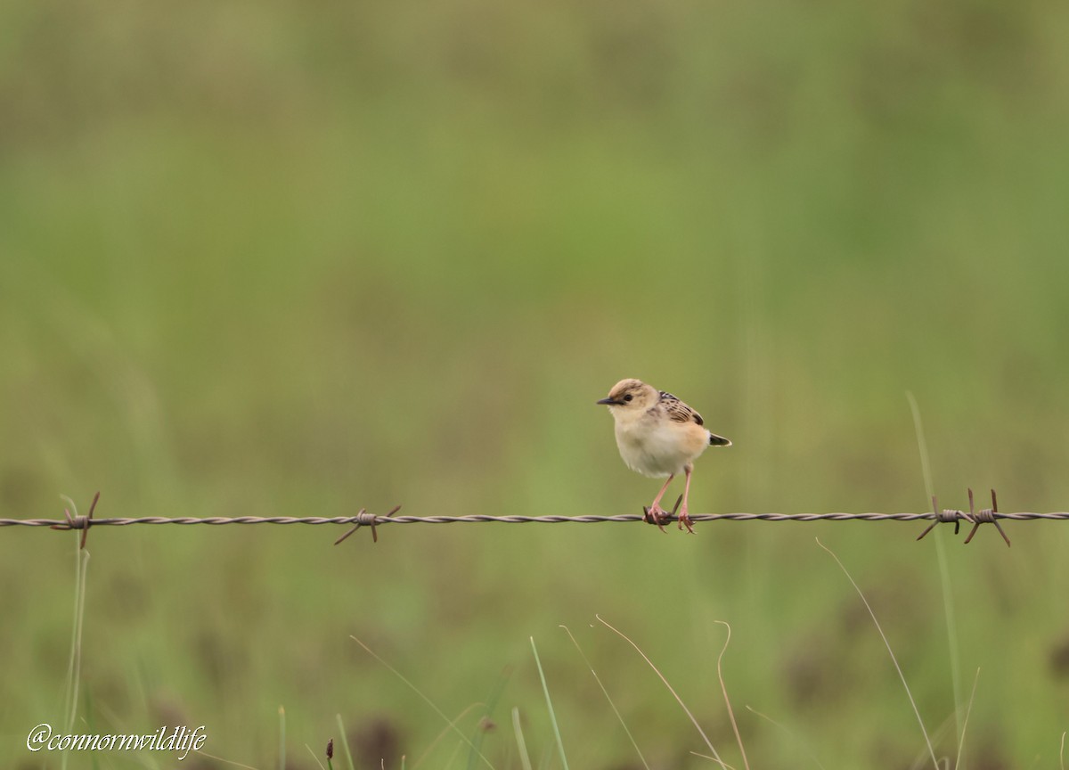 Pale-crowned Cisticola - ML646118224