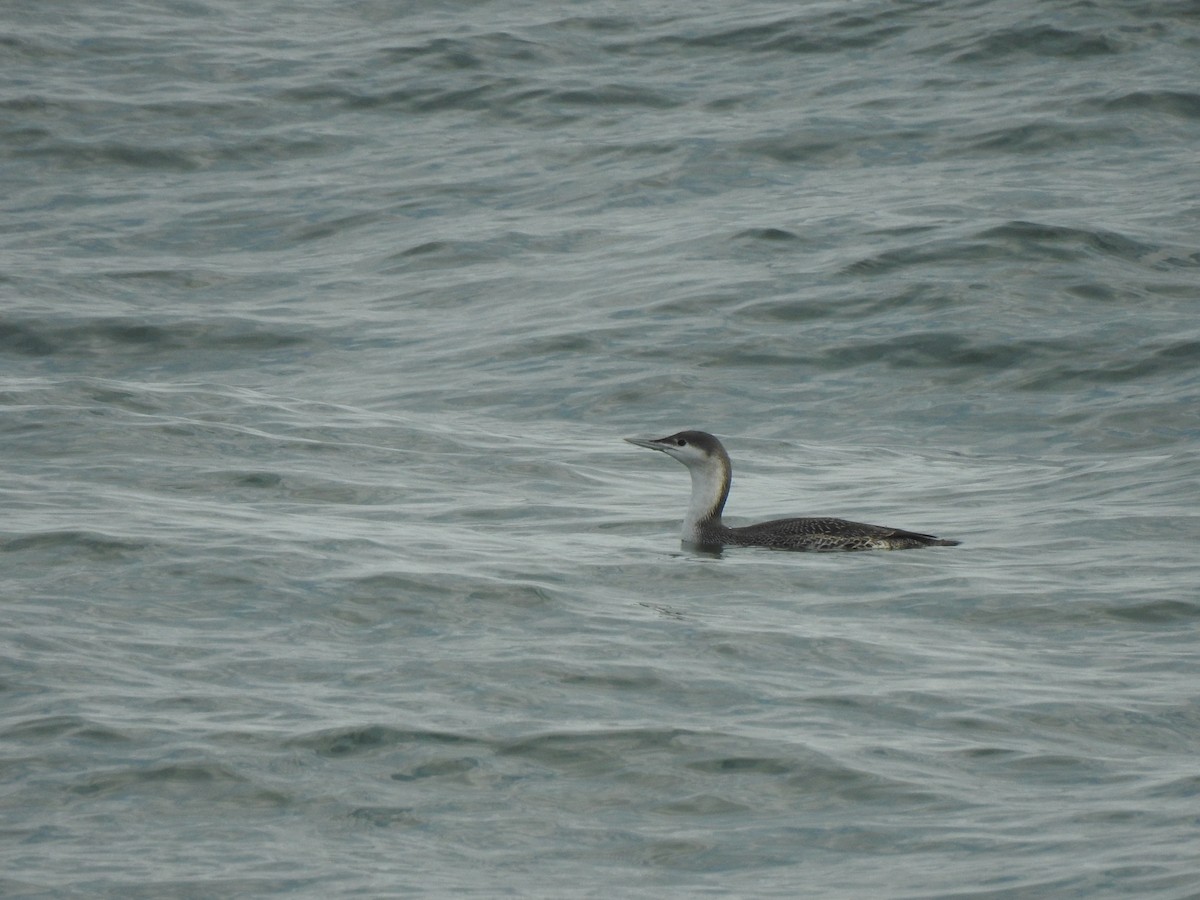 Red-throated Loon - ML646118238