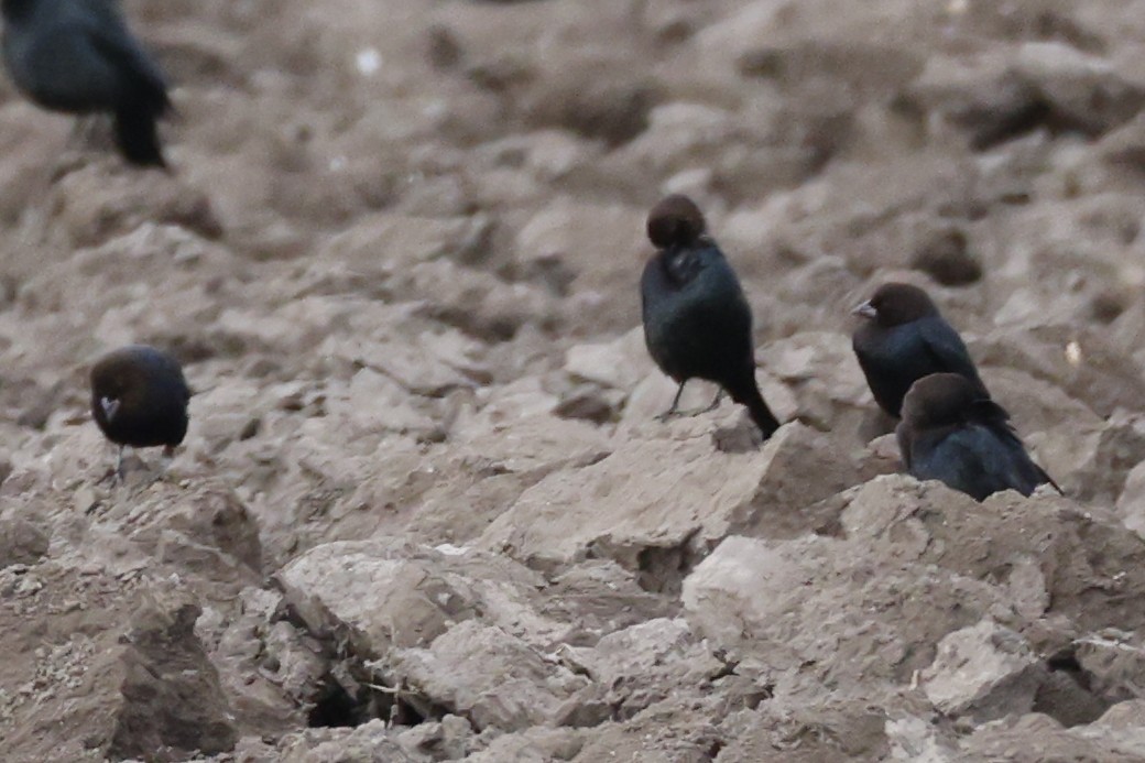 שחרורית חומת-ראש - ML646118245