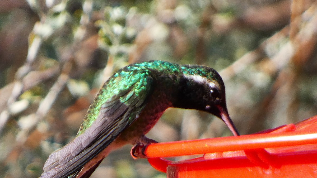 kalypta širokoocasá x kolibřík bělouchý (hybrid) - ML646118250