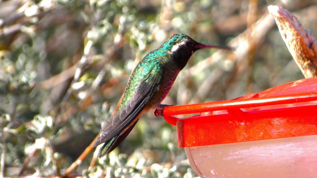 kalypta širokoocasá x kolibřík bělouchý (hybrid) - ML646118251