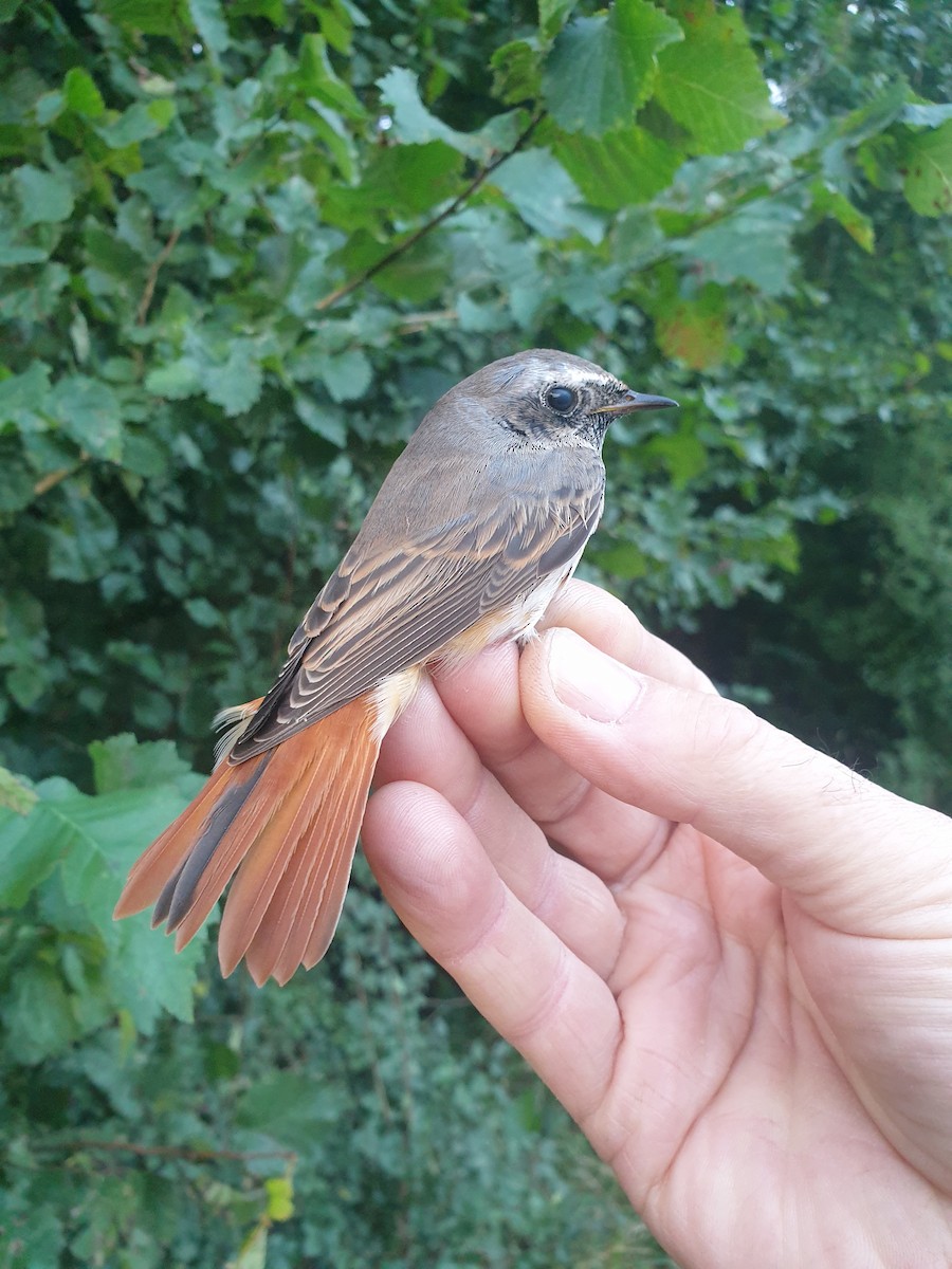 Common Redstart - ML646118252