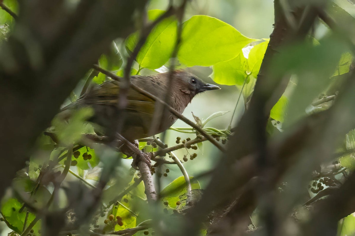 Assam Laughingthrush - ML646118253