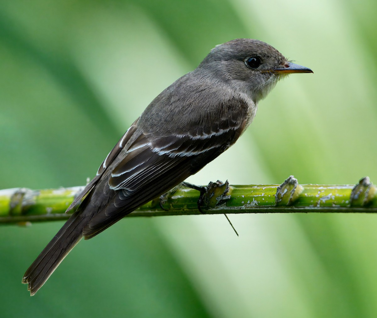 Pibí Oriental - ML646118256