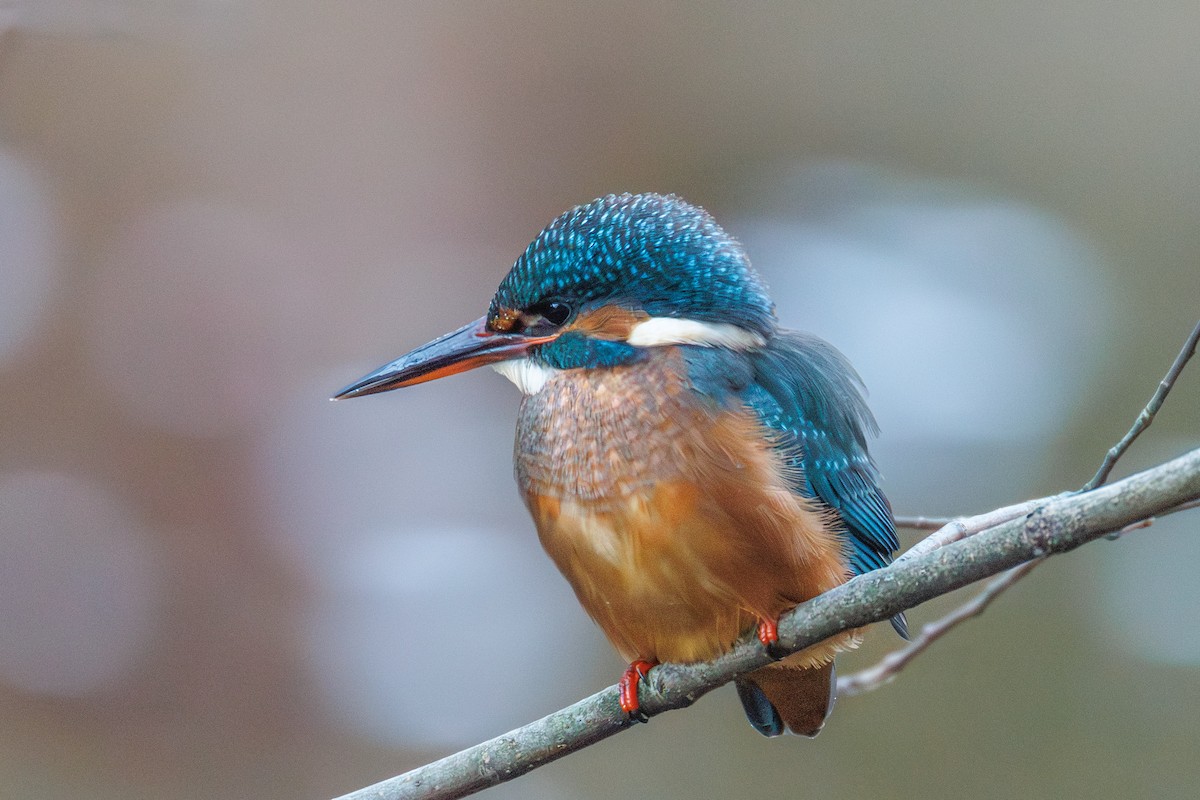 Common Kingfisher - ML646118266