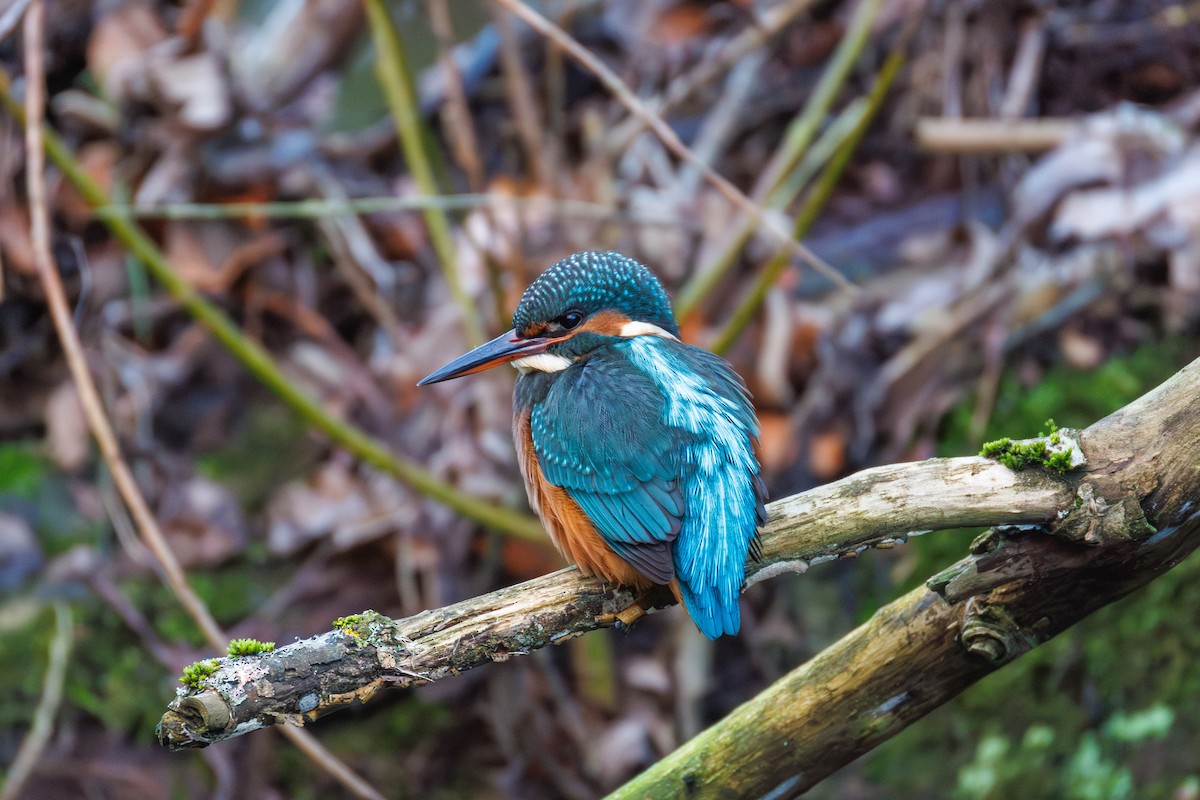 Common Kingfisher - ML646118267