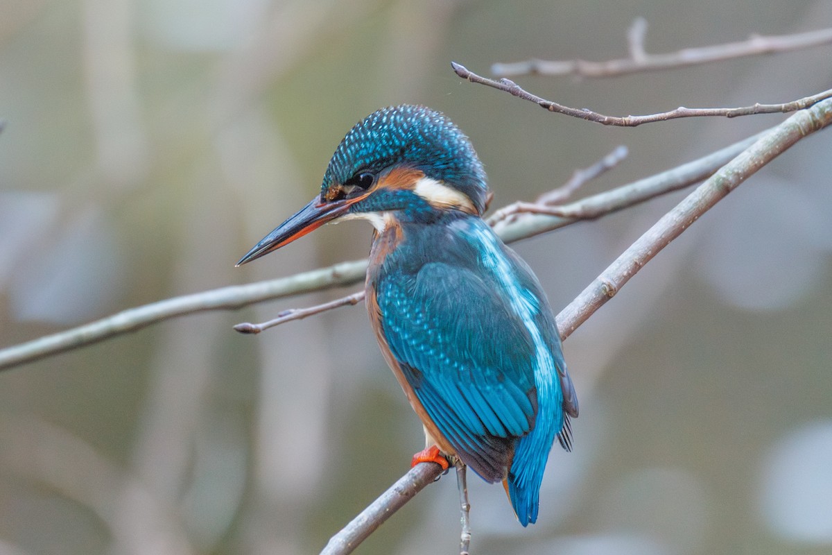 Common Kingfisher - ML646118269