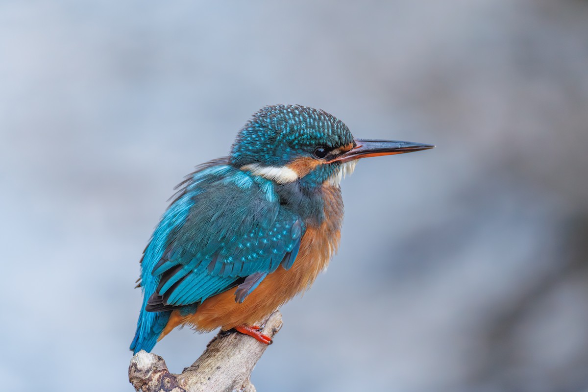 Common Kingfisher - ML646118270