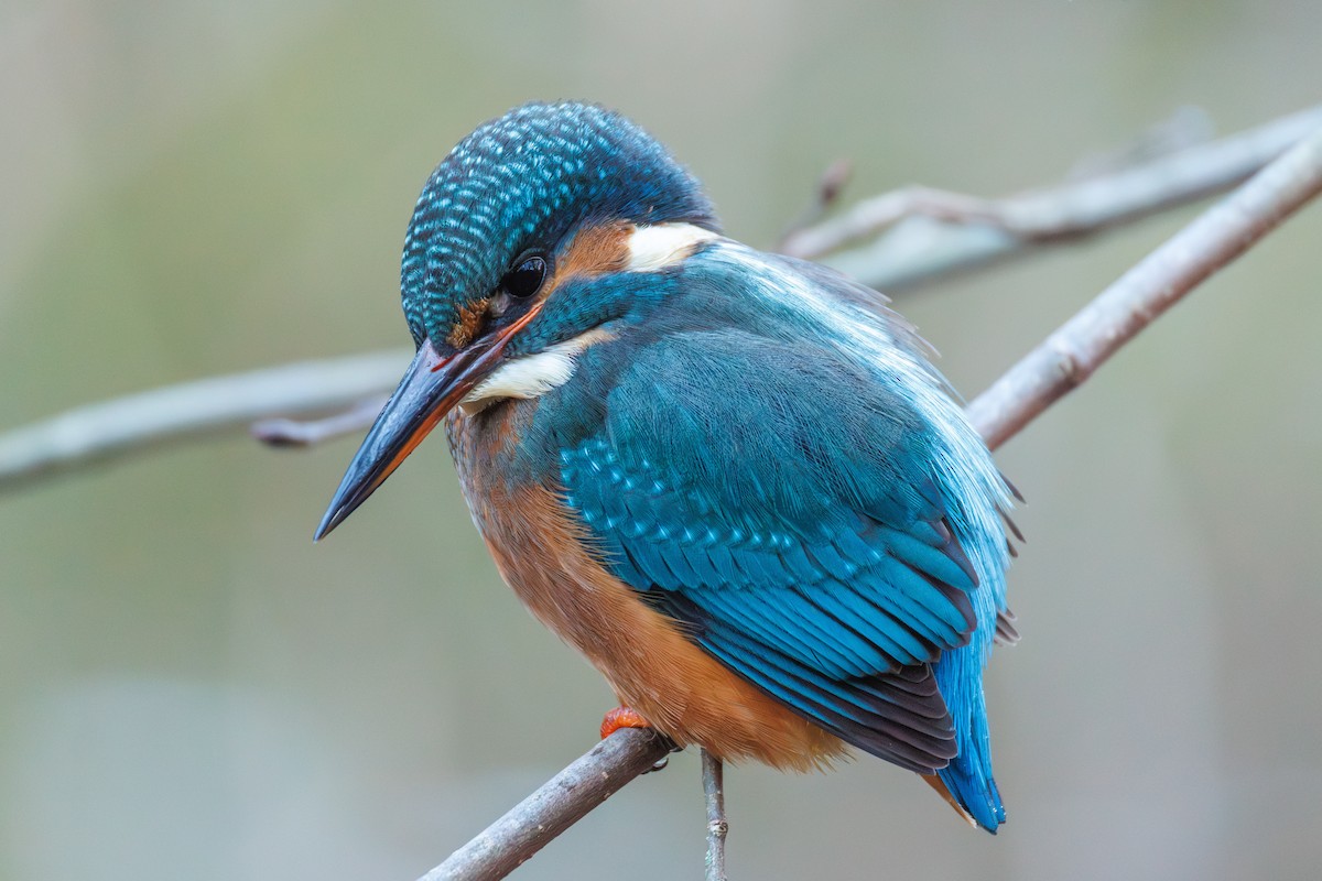 Common Kingfisher - ML646118271