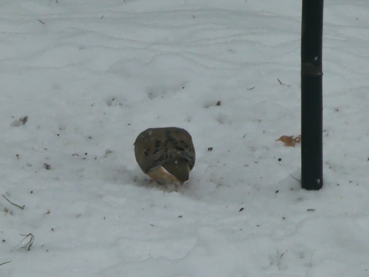 Mourning Dove - ML646118276