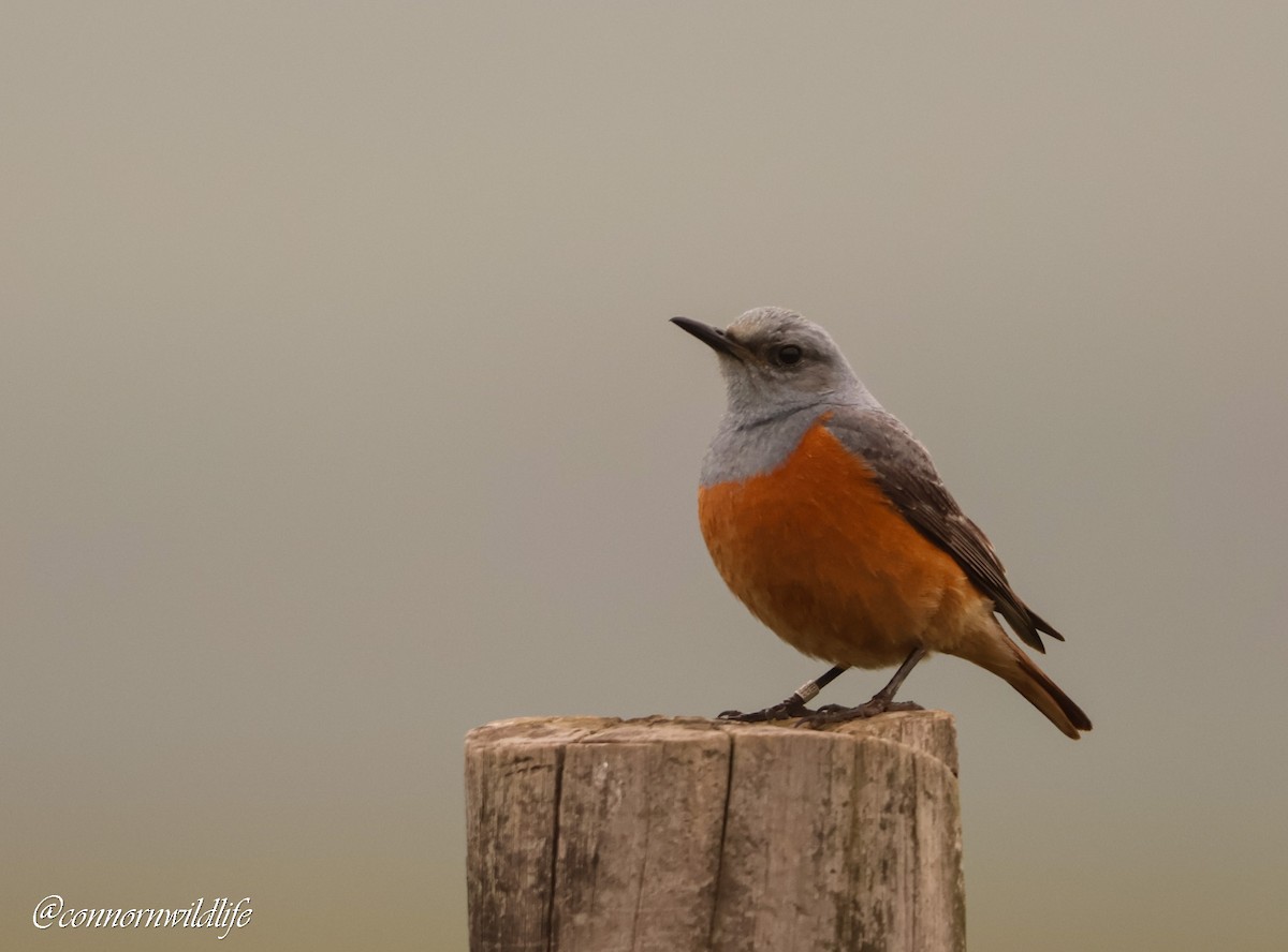 Скеляр синьошиїй - ML646118286