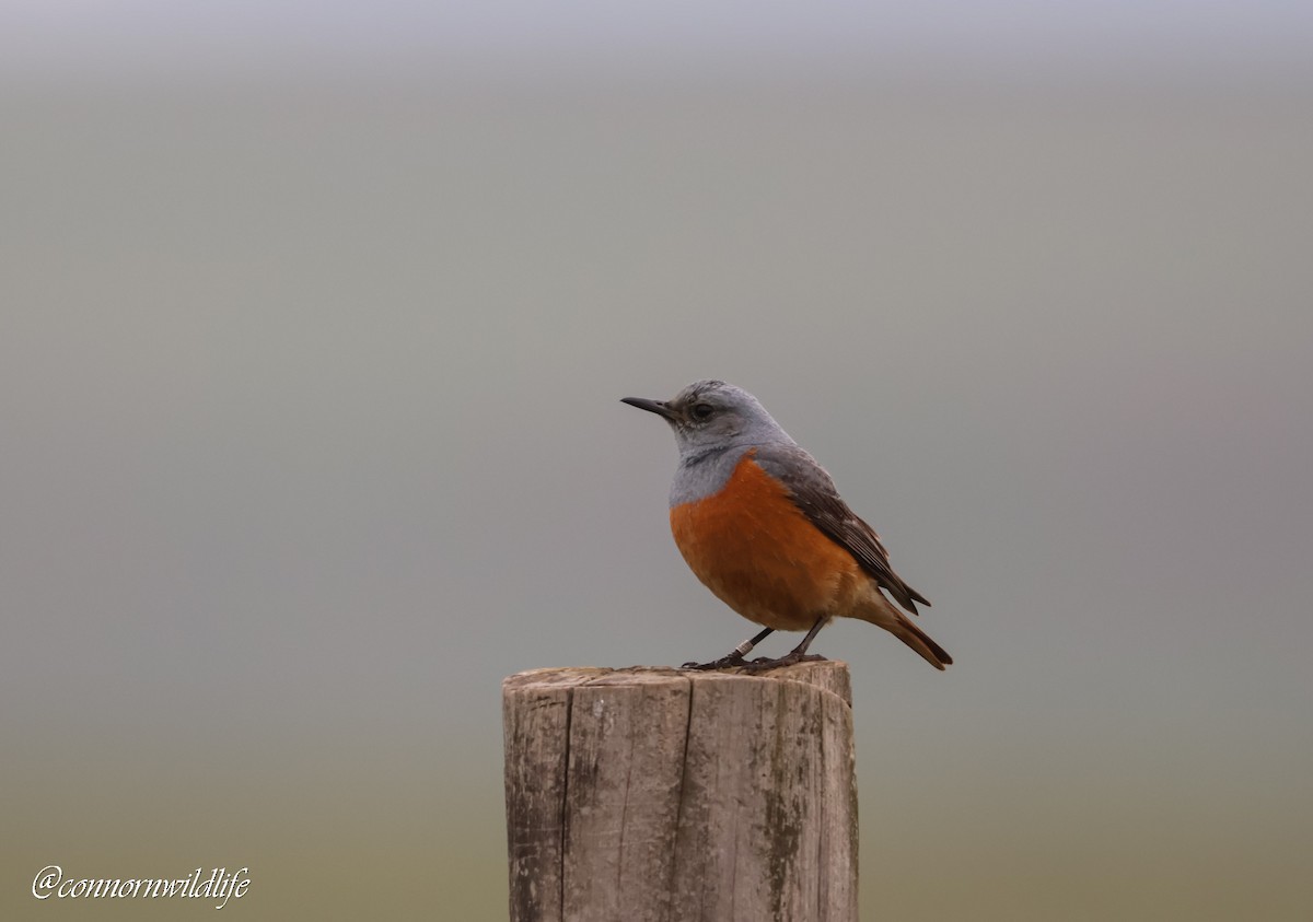 Скеляр синьошиїй - ML646118287