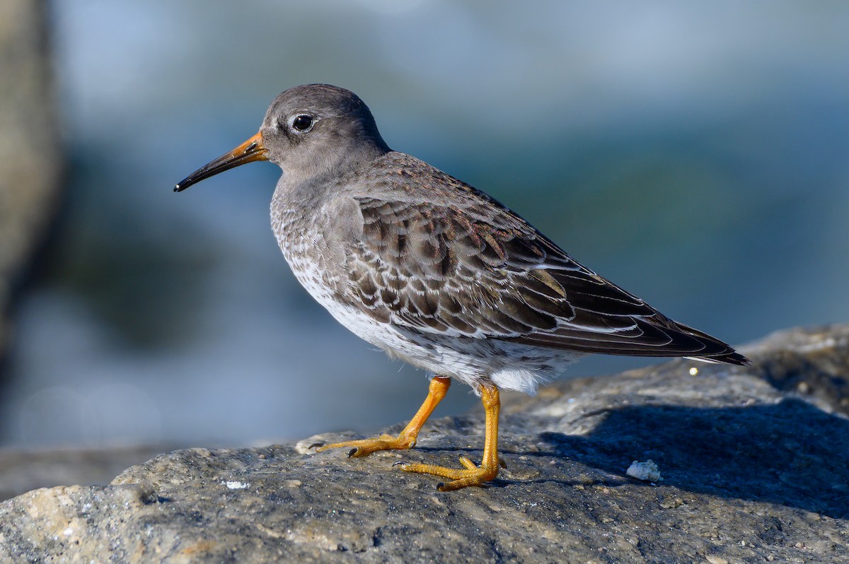 Purple Sandpiper - ML646118288