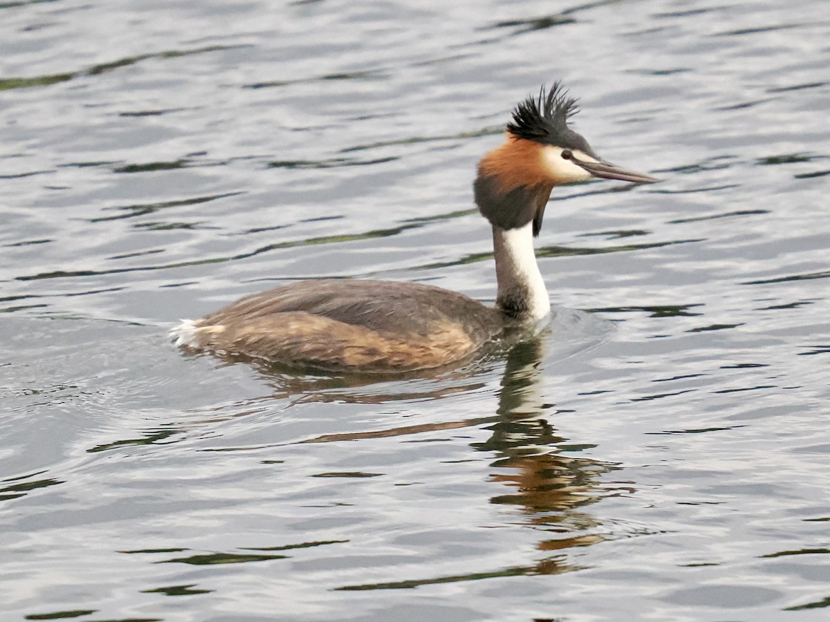 Пірникоза велика - ML646118289