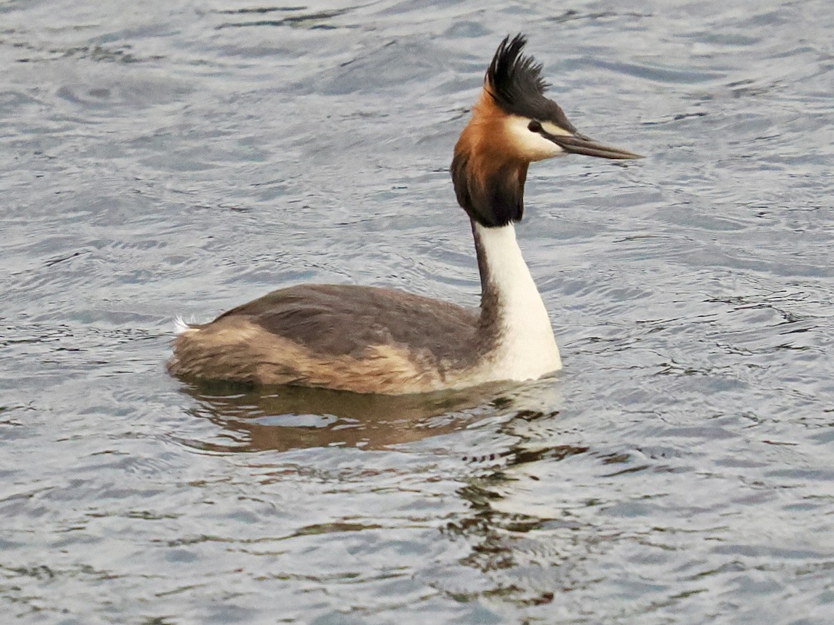 Пірникоза велика - ML646118290
